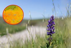 Pogoda na sobotę. Takich wartości dawno nie widzieliśmy