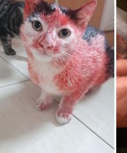 Pomalowali kota czerwonym sprayem. "Biłbym metalową pałką po łapach"