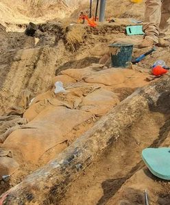 Wyjątkowe odkrycie z czasów prehistorii. Ten gatunek żył na terenach dzisiejszej Polski