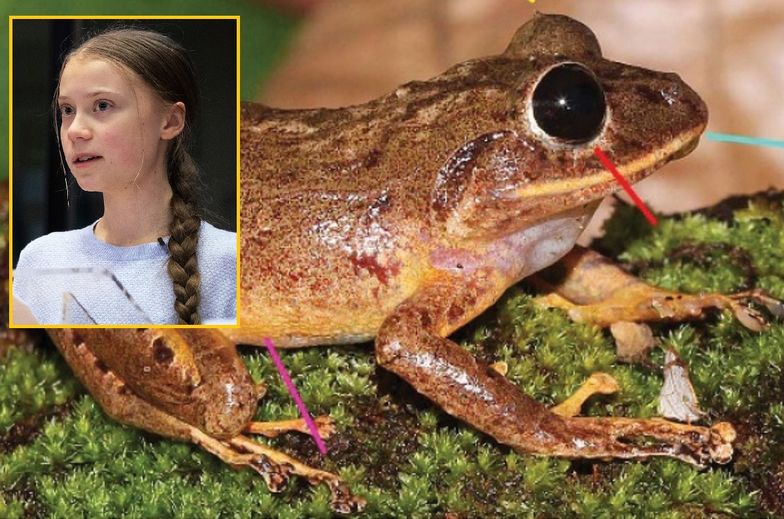 Odkryli nowy gatunek żaby. Patronem Greta Thunberg