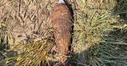 Groźne znalezisko na wsi. Granat z czasów II wojny światowej