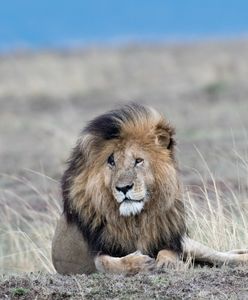 "Najsłynniejszy lew" nie żyje. Wyglądał jak Skaza z "Króla Lwa"