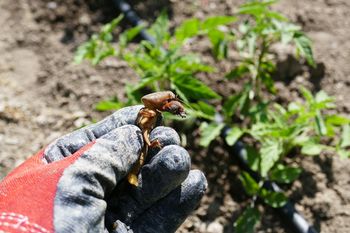Spotkasz go w ogrodzie. Ukąszenie może skończyć się tężcem