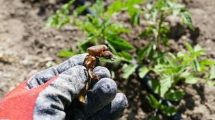 Spotkasz go w ogrodzie. Ukąszenie może skończyć się tężcem