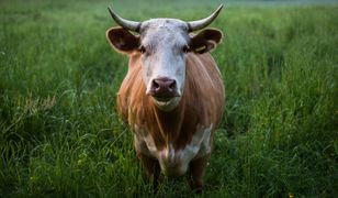 Groźny wypadek pod Jelenią Górą. Wszystkiemu winna krowa