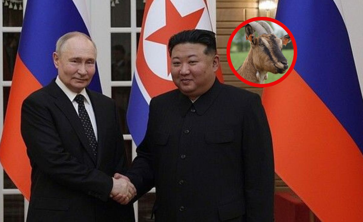 rosja, Korea Północna, kim dzong un, władimir putin, kozy, niedożywienie dzieci Relacje między Rosją a Koreą silniejsze. Zatwierdzono wysyłkę 447 kóz