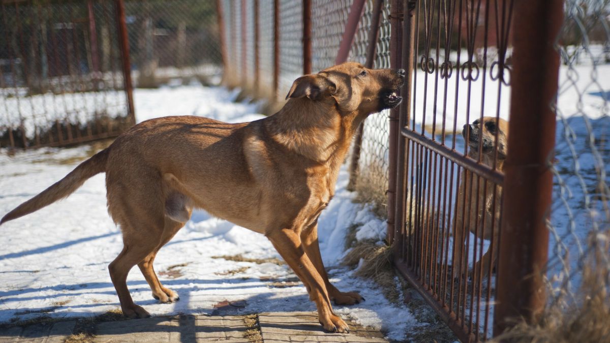 Pies pilnujący posesji (zdj. ilustracyjne) 