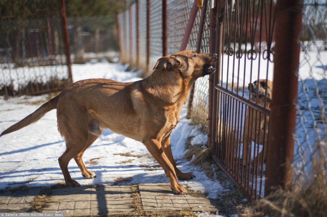 Poszczuł psami ratowników, którzy mieli mu pomóc. Jest wyrok sądu