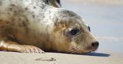 Odszkodowania za straty wyrządzone przez foki. 4 mln euro do rozdania