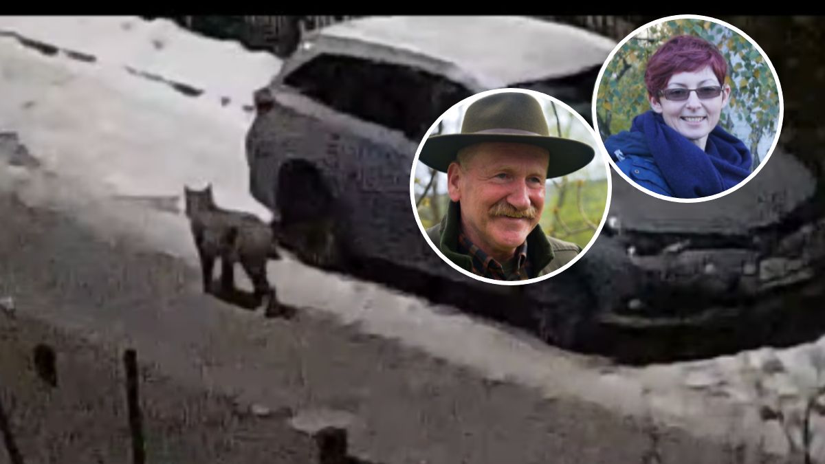 Rysia zaobserwowano na osiedlu w Gdyni