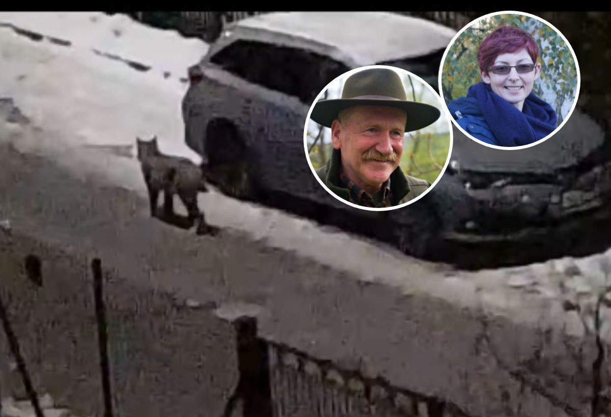 To nie był domowy kotek. Eksperci komentują ujęcia z Gdyni