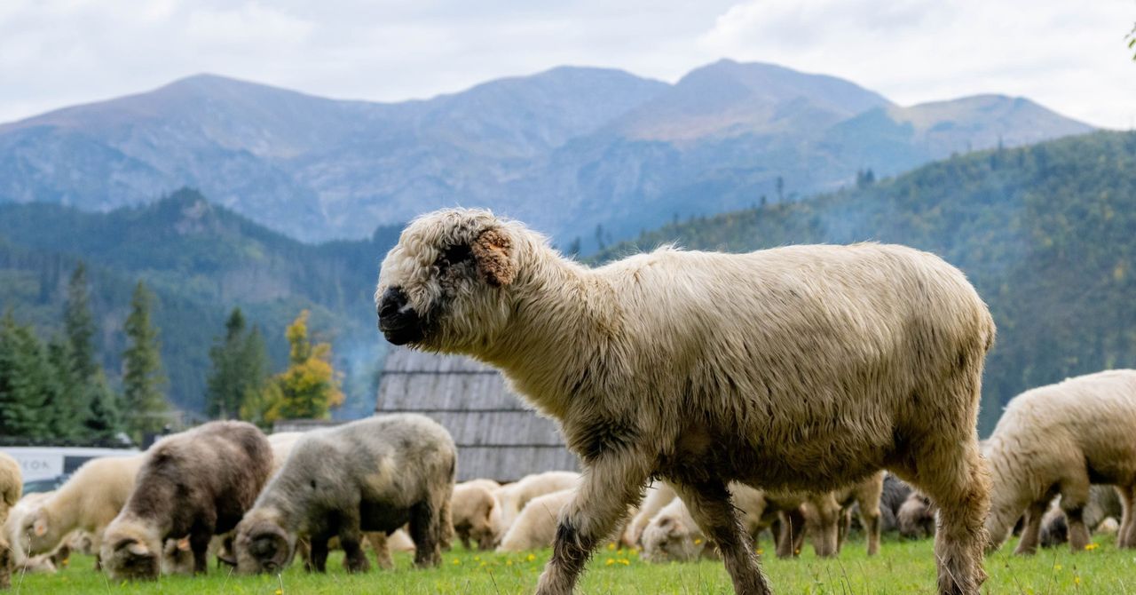 Redyk nie tylko w Szczawnicy. Znamy terminy dwóch innych