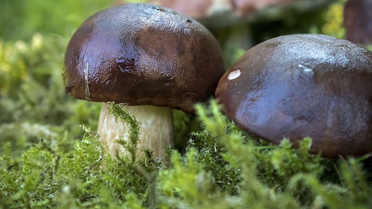 Grzybobranie. Te aplikacje pomogą w udanych zbiorach