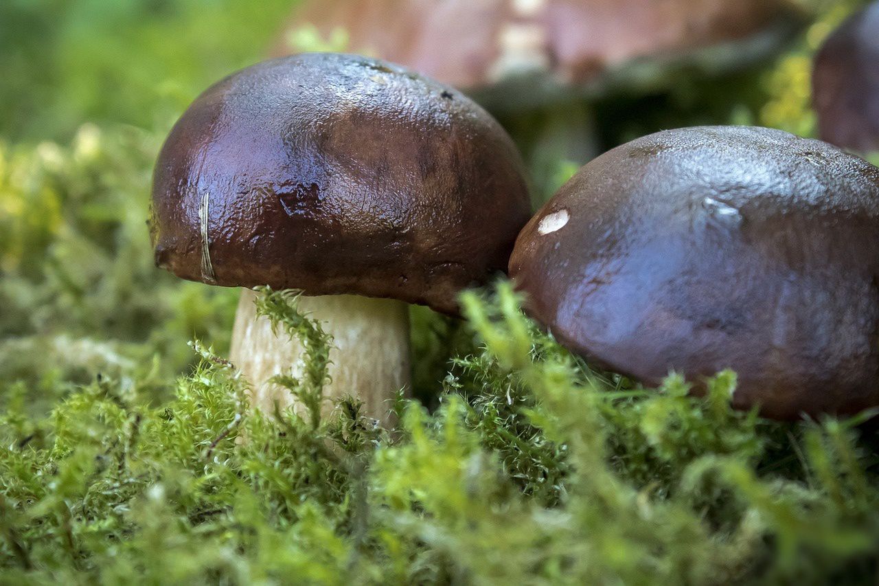 Grzybobranie. Te aplikacje pomogą w udanych zbiorach