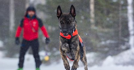 Karkonosze. Zaginął pies ratowniczy. GOPR apeluje o pomoc