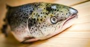 Łosoś atlantycki. Hodowla w Polsce ruszyła