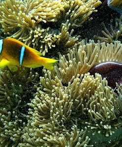 Rafa koralowa na Morzu Czerwonym