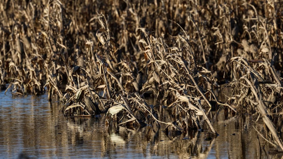 Ministerstwo Rolnictwa liczy straty po powodzi