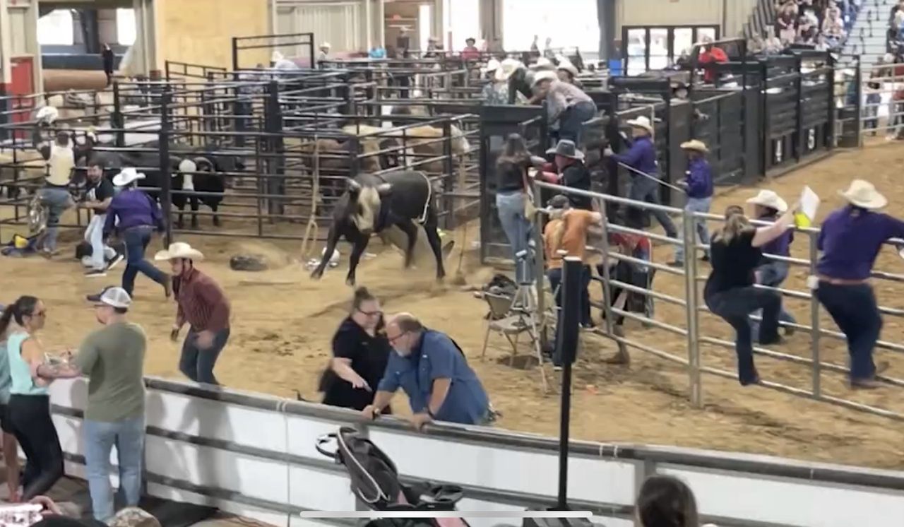 Chwile grozy na rodeo. Byk wbiegł na trybunę pełną ludzi