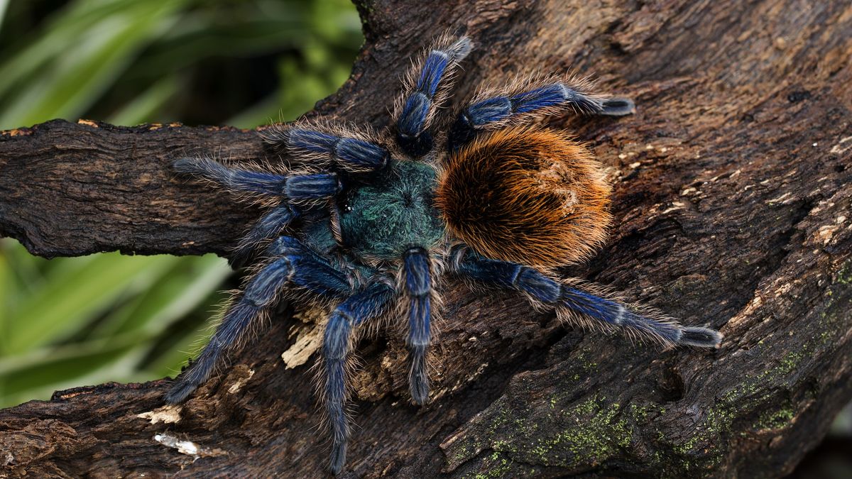Pająki miały trafić do Europy. (zdjęcie poglądowe)