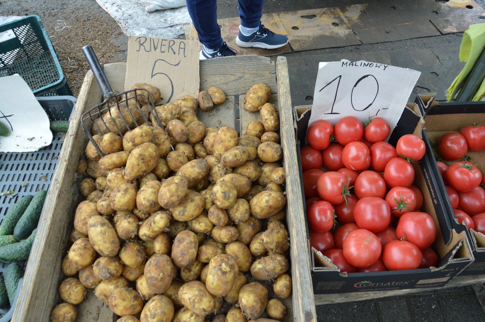 Najwięcej towarowych upraw pomidorów prowadzimy w tunelach i szklarniach.