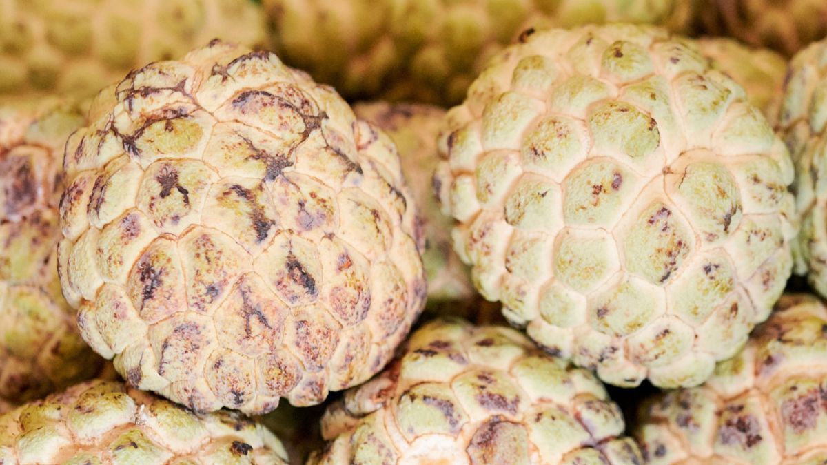 Cherimoya to najzdrowszy owoc na świecie