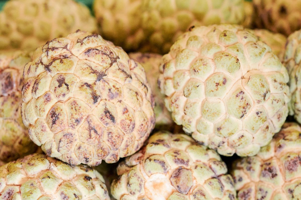 Cherimoya: Nature's custard apple packed with nutrients