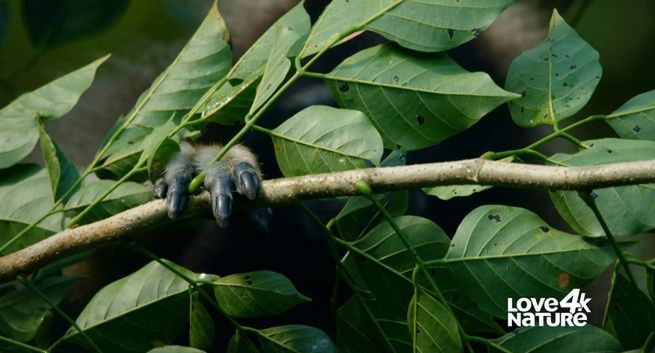 Nowa szefowa ma poszerzyć zasięg kanału 4K w Europie Środkowej