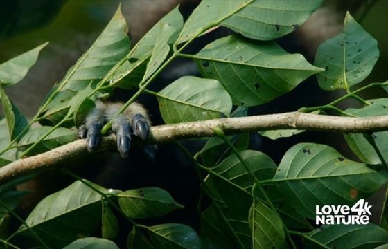 Nowa szefowa ma poszerzyć zasięg kanału 4K w Europie Środkowej
