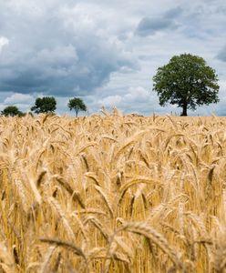 Europa ociepla się najcieplej ze wszystkich kontynentów. Najwyższy czas się przygotować