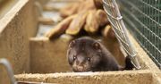 Koronawirus. Pierwszy przypadek zakażenia SARS-CoV-2 norek w Polsce