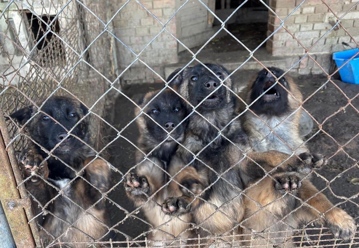 Nie miały wody, brodziły w odchodach. Odkryto kolejne nielegalne hodowle psów