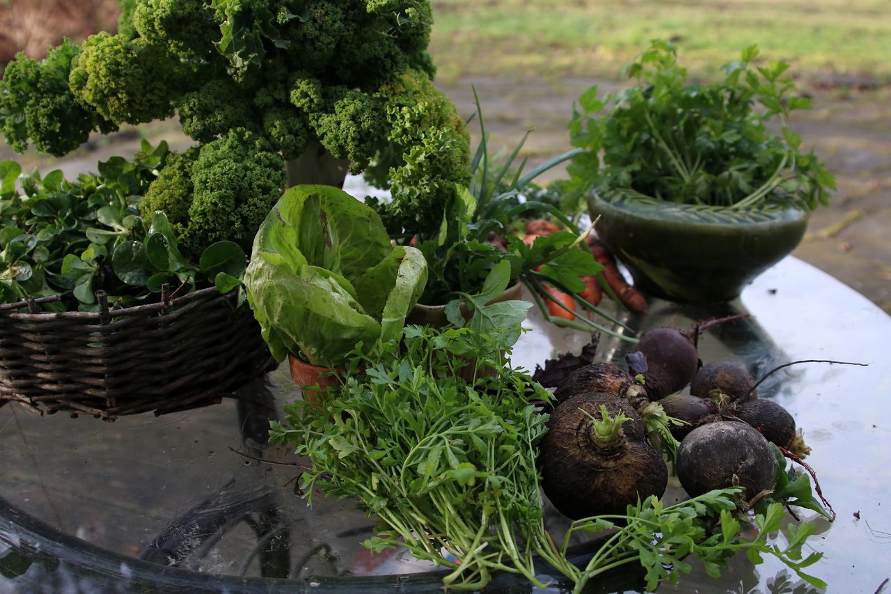 Black radish resurgence: A hidden gem in your kitchen