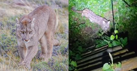 Puma na Pomorzu. Na nagraniu widać, jak się zachowała