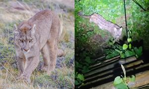 Puma na Pomorzu. Na nagraniu widać, jak się zachowała
