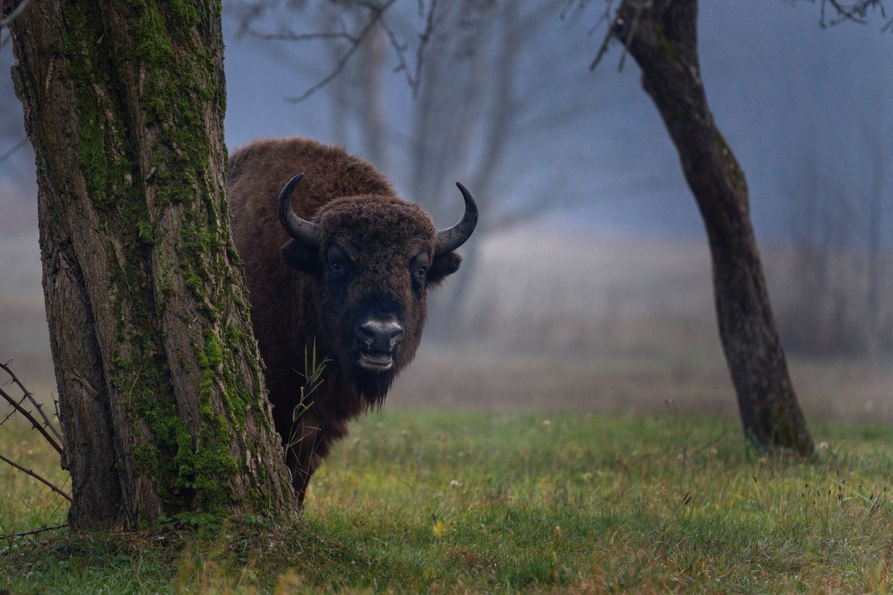 Białowieski Park Narodowy to hit na Podlasiu