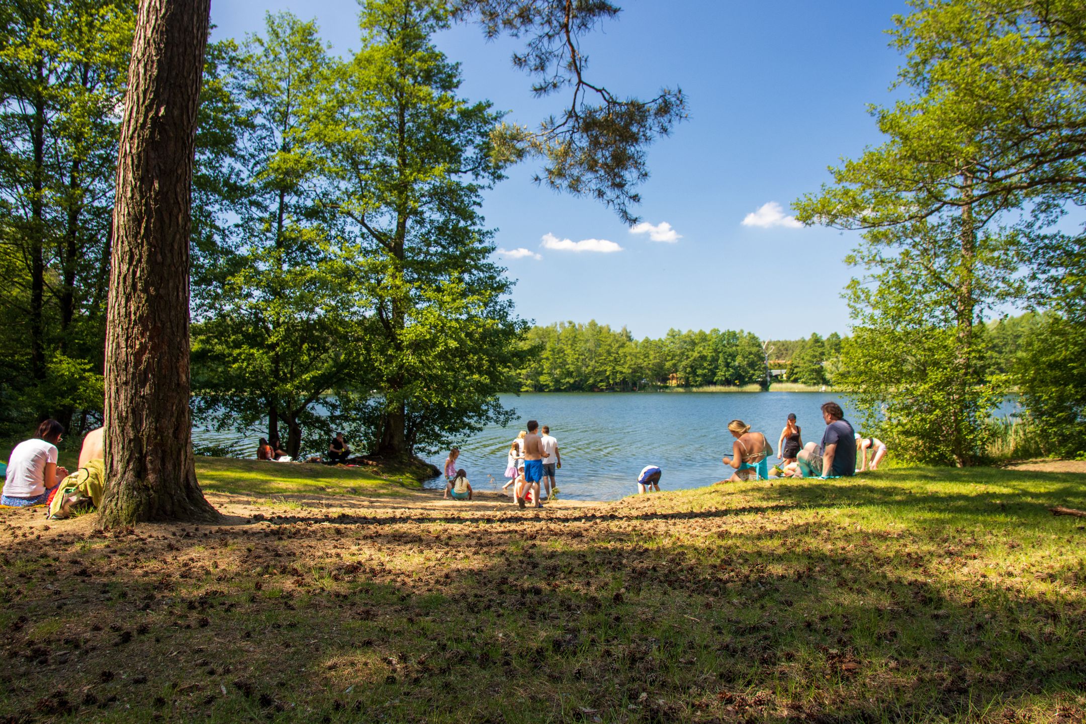 krajobraz, woda, drzew, lato, park, rzeka, niebo, bory, jezior, podróż, dzieci, jezioro, psia plaża, trawiasta plaża, trawa, las, wakacje, wczasy, urlop, nad jeziorem, rodzinny wyjazd, choinka, choinki, sosna, sosny