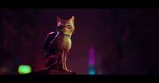 Stray podbija platformę Steam. Wszystko, co wiemy o grze