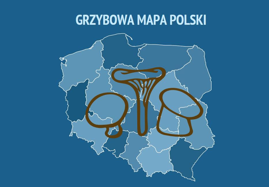 Gdzie na grzyby? Oto grzybowa mapa Polski. Tu masz największe szanse na duże zbiory