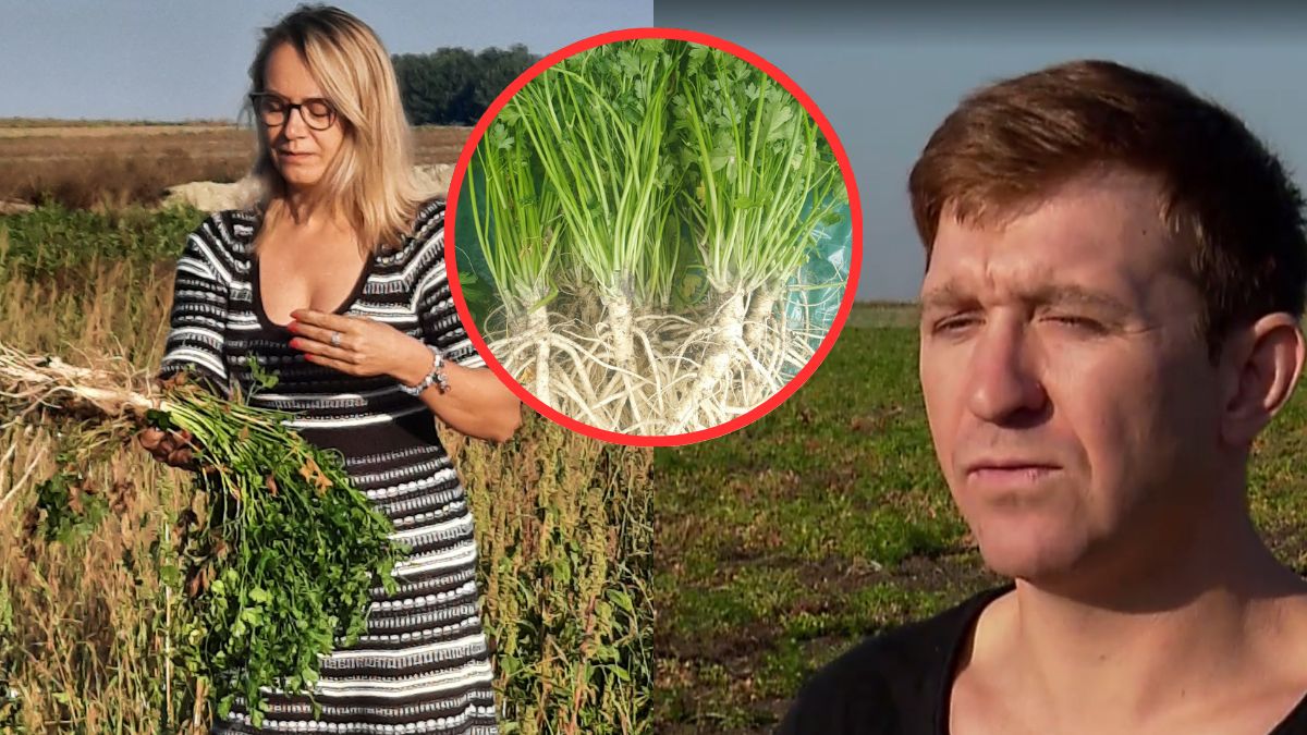 Rolnicy stratni. Zamiast pietruszki korzeniowej wyrosłą naciowa.