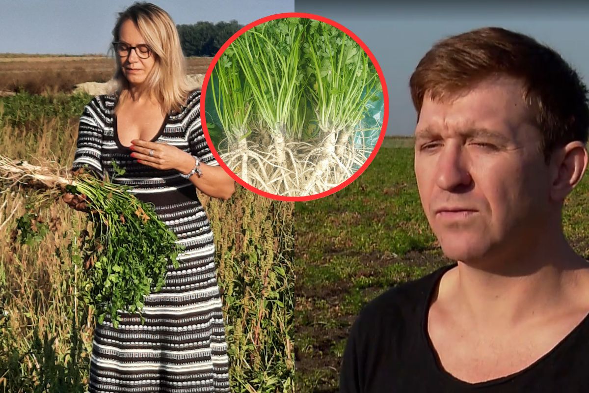 Afera pietruszkowa. Polscy rolnicy tracą miliony złotych