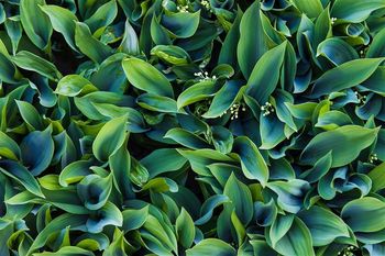 Wytnij czym prędzej. Wielu już pożałowało