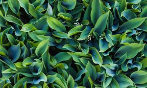 Wytnij czym prędzej. Wielu już pożałowało