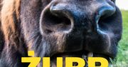 Zagroda Żubrów w Mucznem – Bieszczady