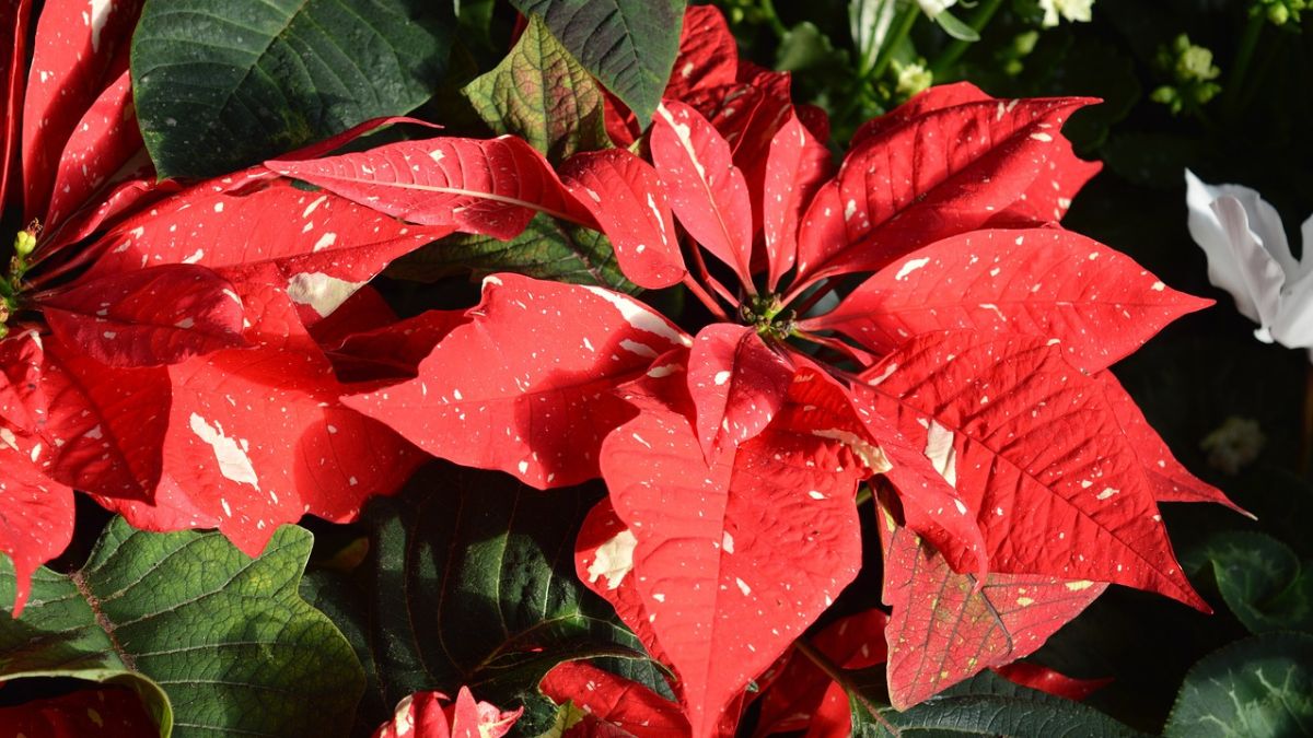 Co zrobić z gwiazdą betlejemską po zimie?