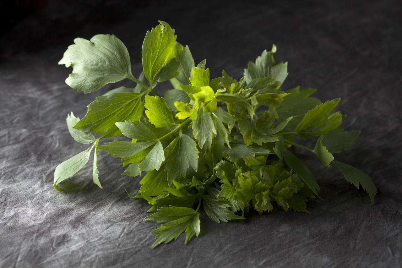 Lovage is a herb with versatile uses.