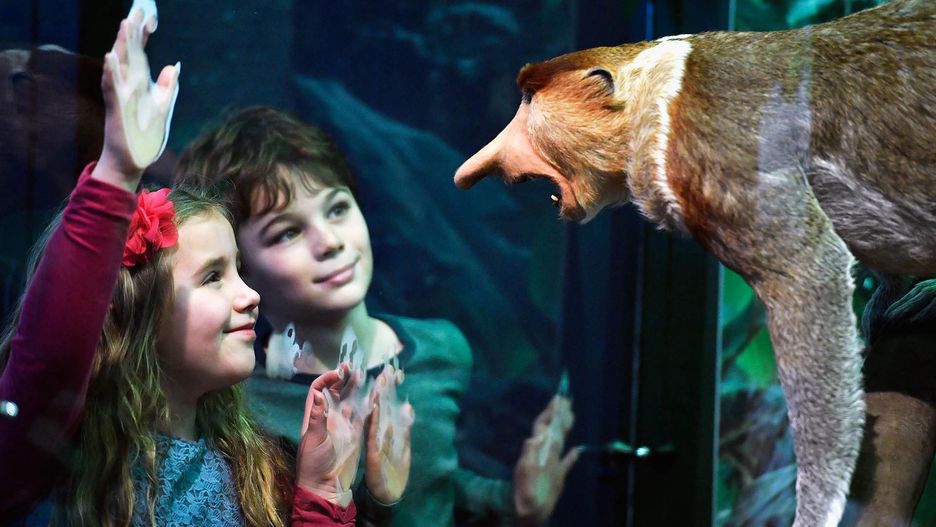 Taxidermy Primates On Display At The National Museum Of ScotlandEDINBURGH, SCOTLAND - DECEMBER 08:  Emily Mann and Lucas Hashem-Ford view a Proboscis monkey during a press preview for a new taxidermy exhibition on December 8, 2016 in Edinburgh, Scotland.  More than sixty taxidermy primate specimens are on display in Monkey Business at the National Museum of Scotland, including lorises, lemurs, bushbabies and chimps. This is the largest exhibition of its kind ever to be displayed world wide.  (Photo by Jeff J Mitchell/Getty Images)Jeff J Mitchell