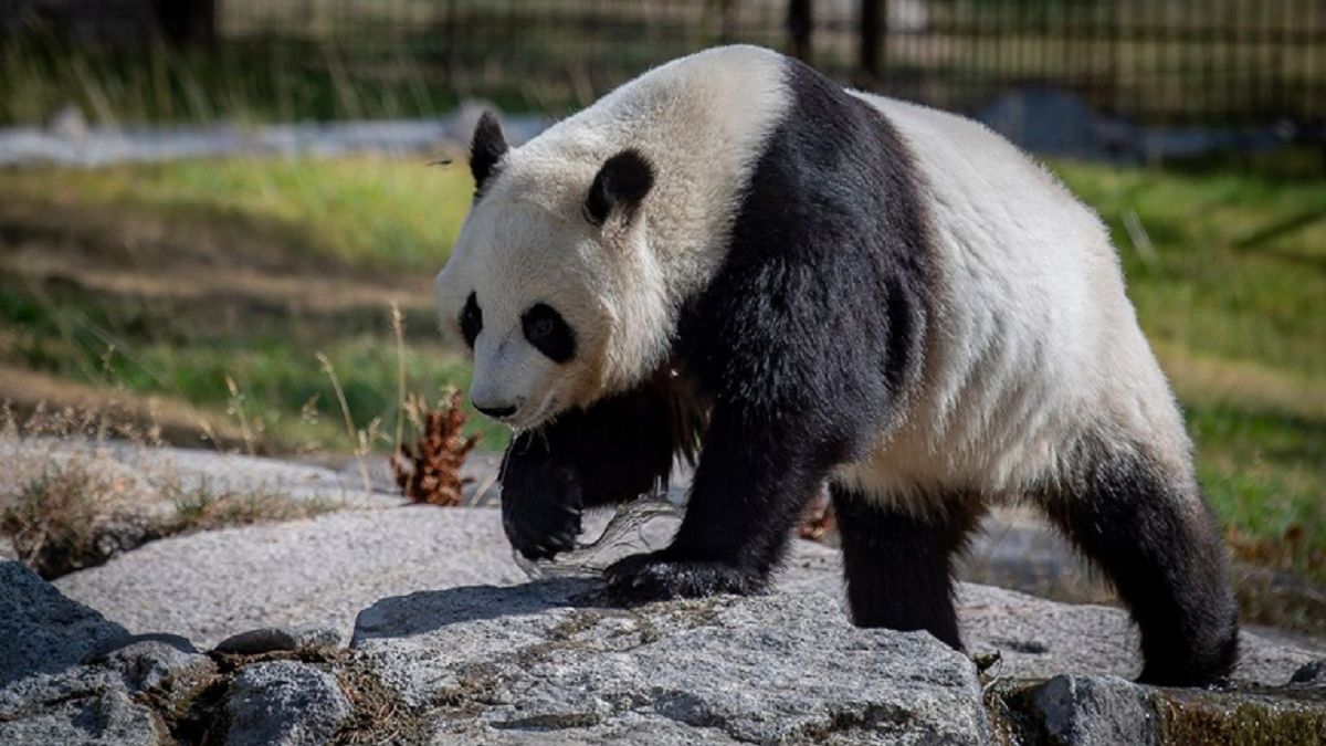 Pracownicy zoo ze smutkiem poinformowali o zwrocie pand