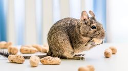 Koszatniczka - hodowla, żywienie, rozmnażanie