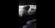 Koala spowodował kolizję na autostradzie. Oto, co zrobił potem